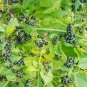 100 US seeds Garden Huckleberry