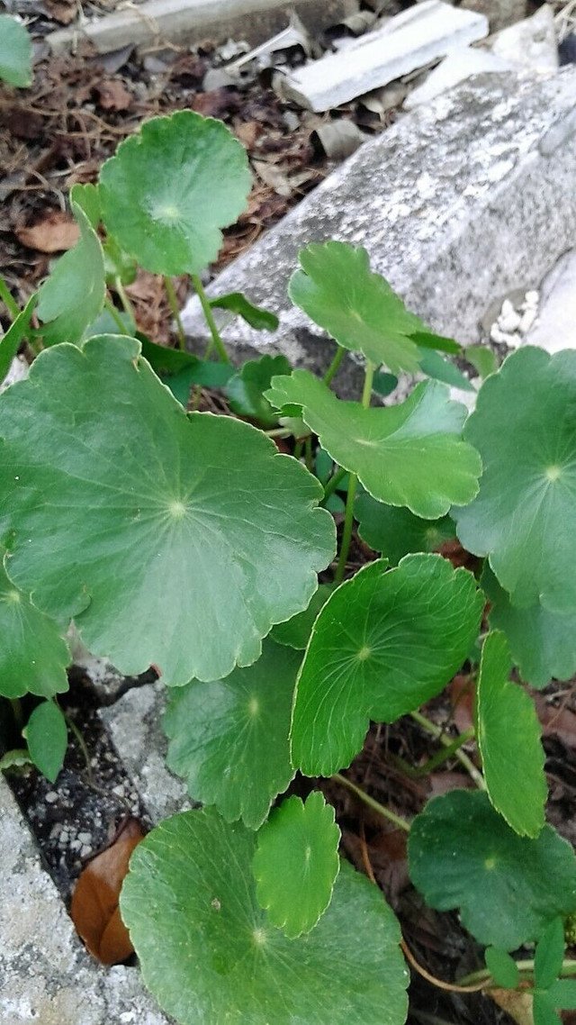 20 US seeds Pennywort dollar grass