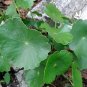 20 US seeds Pennywort dollar grass