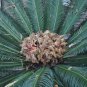 5 US seeds Sago Palm