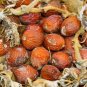 5 US seeds Sago Palm