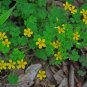 25 US seeds Yellow Wood Sorrel