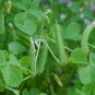 25 US seeds Yellow Wood Sorrel
