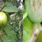 10 US seeds White Guava