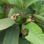 10 US seeds White Guava