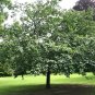 20 US seeds White Mulberry