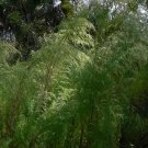 15 US seeds Dog Fennel