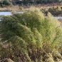 15 US seeds Dog Fennel