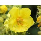Mullein Phlomoides fresh 50 US seeds