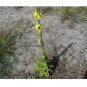 Mullein Phlomoides fresh 50 US seeds