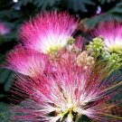 Mimosa ORNAMENTAL 30 US seeds