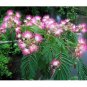 Mimosa ORNAMENTAL 30 US seeds
