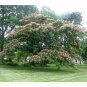 Mimosa ORNAMENTAL 30 US seeds