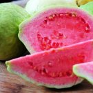 Pink Guava fresh 20 US seeds