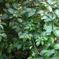Pink Guava fresh 20 US seeds