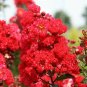 Crape Myrtle Red Crepe 25 US seeds