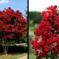 Crape Myrtle Red Crepe 25 US seeds