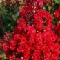 Crape Myrtle Red Crepe 25 US seeds