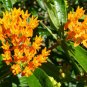 10 US seeds Silky Gold Milkweed