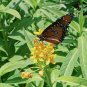 10 US seeds Silky Gold Milkweed