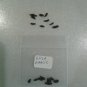 fresh Wild Garlic 25 US seeds