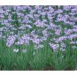 fresh Wild Garlic 25 US seeds
