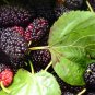 20 US seeds Black Mulberry