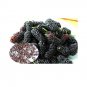 20 US seeds Black Mulberry