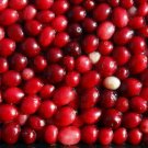 Cranberry fresh 30 US seeds