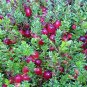 Cranberry fresh 30 US seeds
