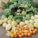 100 US seeds Cape Gooseberry