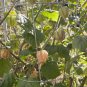 100 US seeds Cape Gooseberry