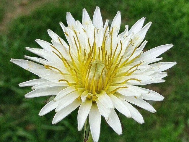 10 US seeds White Dandelion
