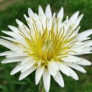 10 US seeds White Dandelion