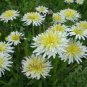 10 US seeds White Dandelion