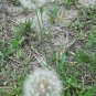 10 US seeds White Dandelion