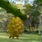 20 US seeds Dragon Fruit Yellow