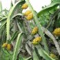 20 US seeds Dragon Fruit Yellow