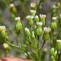 Horseweed fresh 50 US seeds