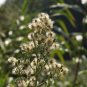 Horseweed fresh 50 US seeds