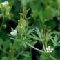 30 US seeds Carolina Geranium