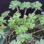 30 US seeds Carolina Geranium