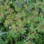 30 US seeds Carolina Geranium