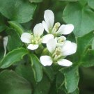 cardamine hirsuta Bittercress 25 US seeds