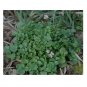 cardamine hirsuta Bittercress 25 US seeds