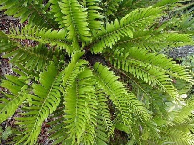 10 US seeds Florida Arrowroot