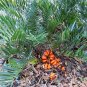 10 US seeds Florida Arrowroot