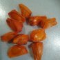 10 US seeds Florida Arrowroot