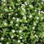 50 US seeds Chickweed ORGANIC