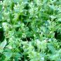 50 US seeds Chickweed ORGANIC
